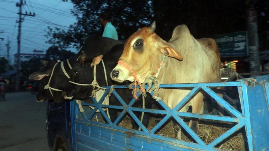 dinajpur_cow_023.jpg