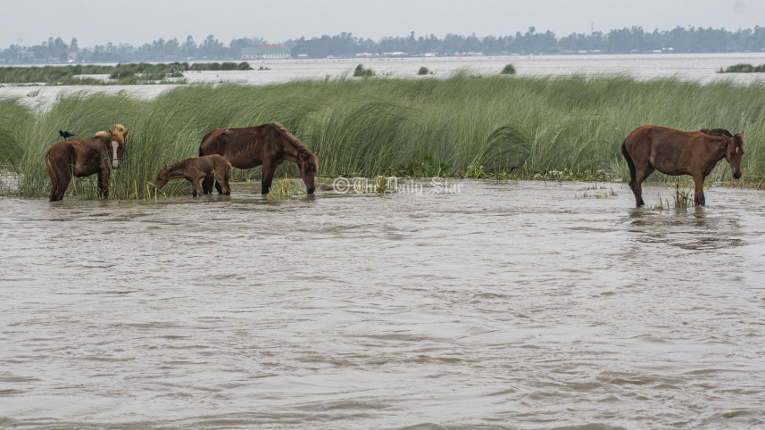 ৩ দিন হলো এভাবেই বন্যার পানিতে দাঁড়িয়ে আছে ঘোড়াগুলো