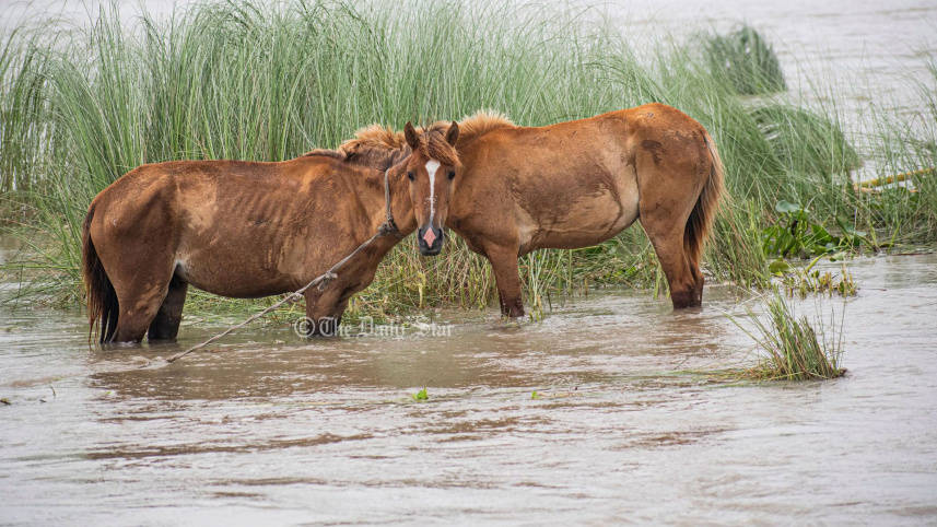 ৩ দিন হলো এভাবেই বন্যার পানিতে দাঁড়িয়ে আছে ঘোড়াগুলো