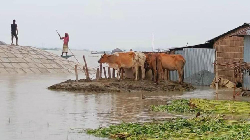 বন্যা কবলিত সিরাজগঞ্জে গো-খাদ্যের সংকটে পড়েছেন খামারিরা। গো-চারণভূমি তলিয়ে যাওয়ায় গবাদি পশুর খাদ্য সংকট দেখা দিয়েছে।