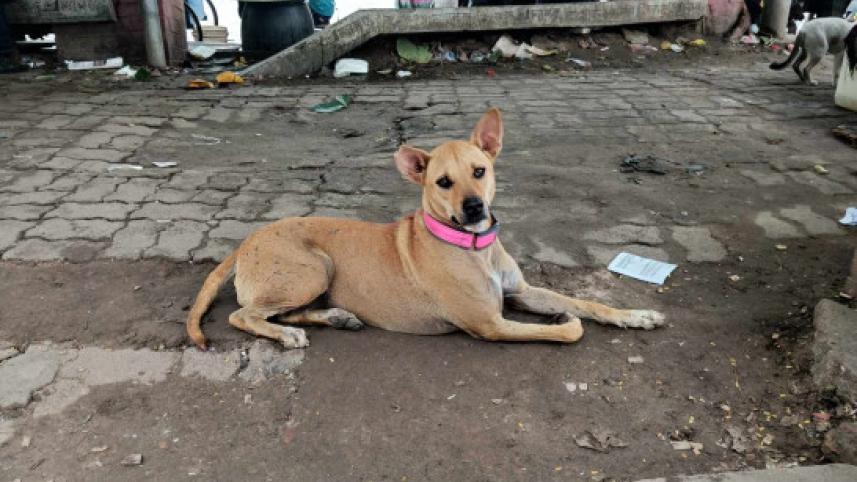 এনিম্যাল ওয়েলফেয়ার টিম