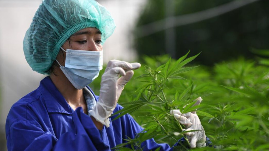 গাঁজা গাছের পরিচর্যা চলছে। ফাইল ছবি: রয়টার্স