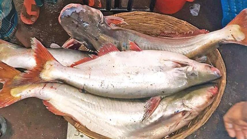 পাঙাশ মাছের পুষ্টি