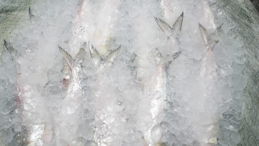 hilsa-2.jpg