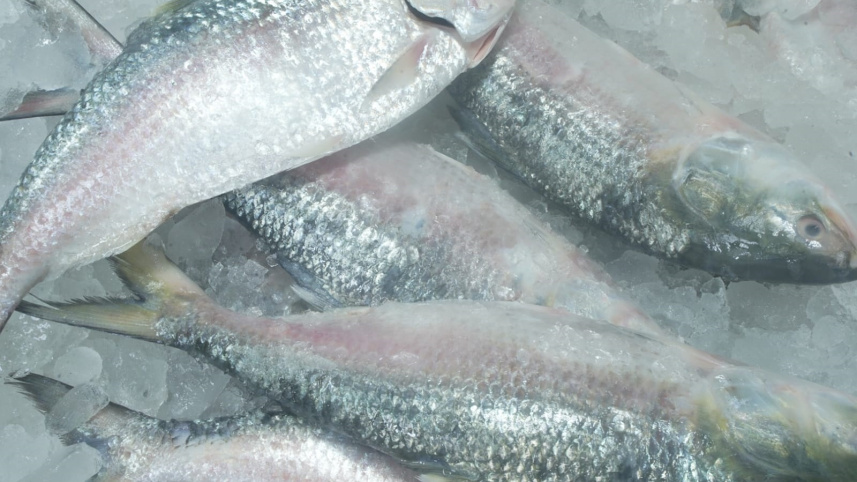 hilsa-3.jpg