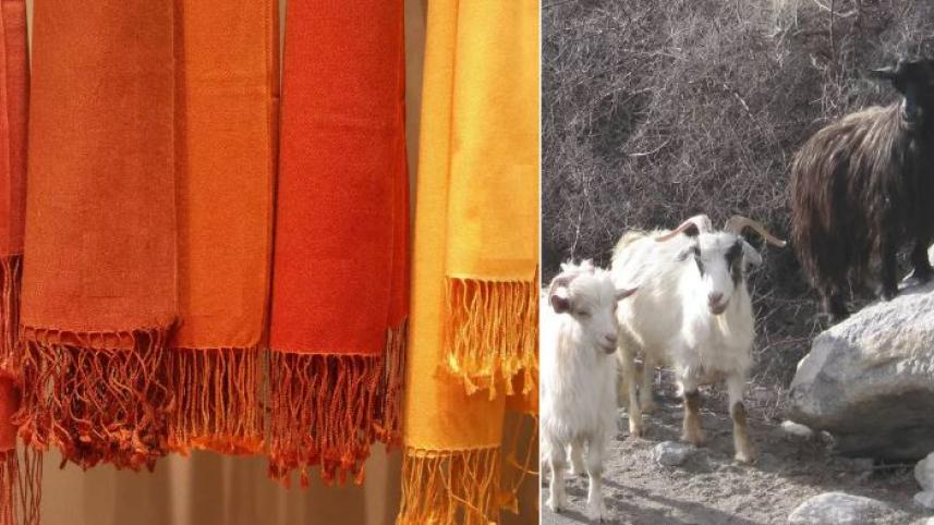 পশমিনা শাল