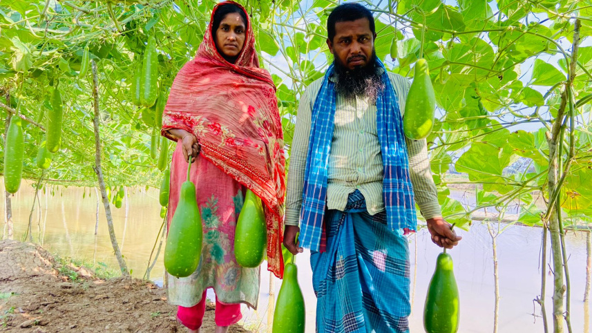 লাউ বাগানে মরজিনা বেগম ও তার স্বামী আখতারুজ্জামান। ছবি: স্টার