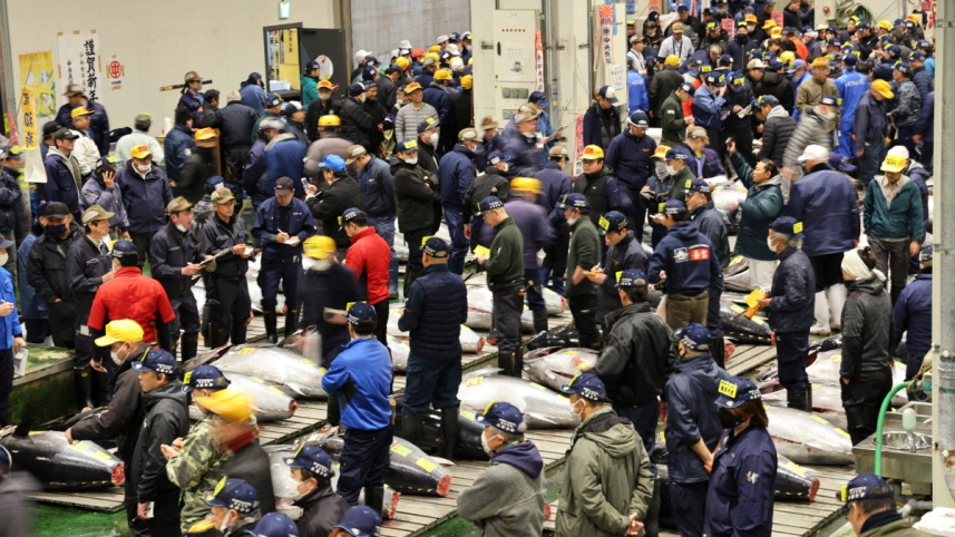 টোকিওর তোয়োসু বাজারে চলছে মাছের নিলাম। ছবি: এএফপি