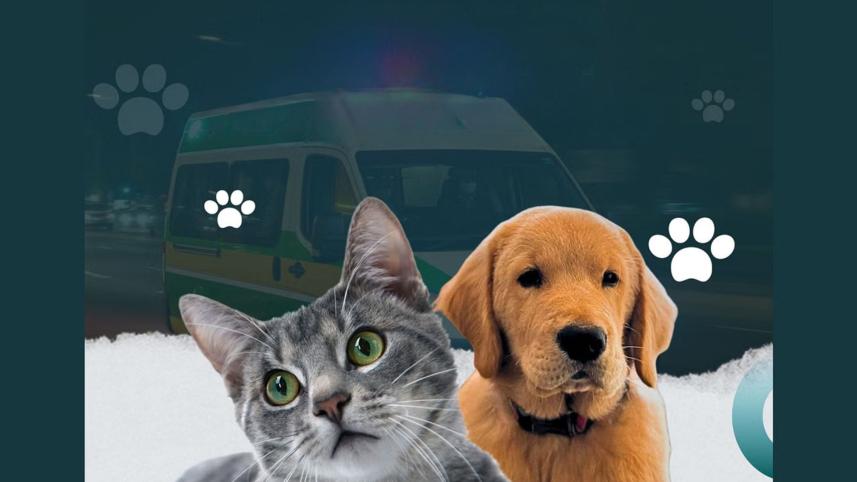 পোষা প্রাণী অ্যাম্বুলেন্স