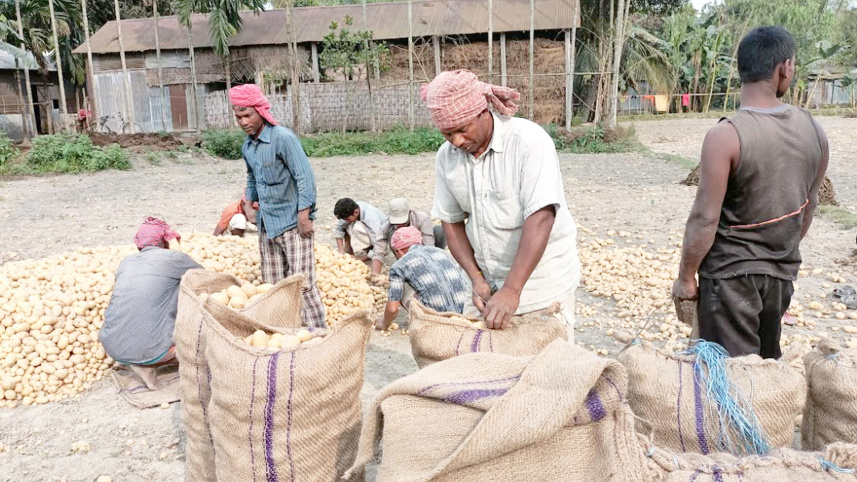 গত বছরের চেয়ে এবার ১৯ হাজার ৪৭ হেক্টর বেশি জমিতে আলু চাষ হয়েছে। ছবি: দিলীপ রায়/স্টার