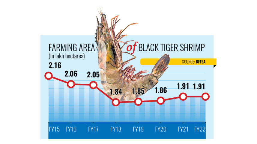 বছরের পর বছর কমছে চিংড়ি চাষে ব্যবহৃত ভূমির পরিমাণ। ছবি: স্টার/গ্রাফিক্স