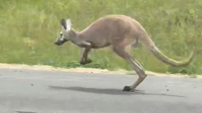 kangaroo.jpg