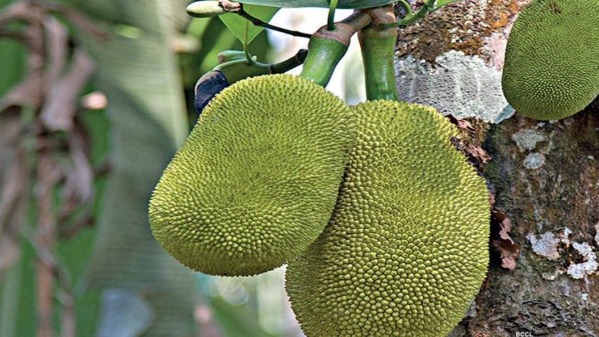 কাঁচা কাঁঠালের উপকারিতা