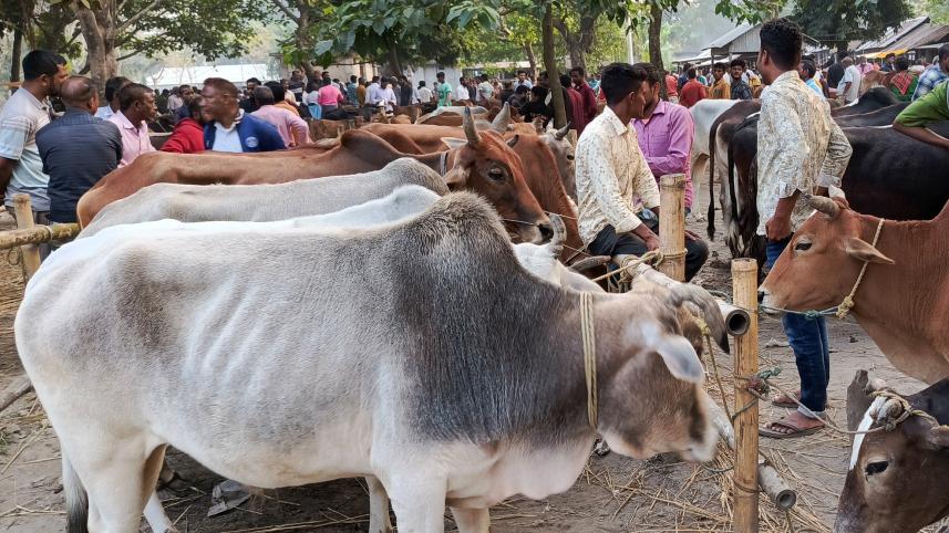 lalmonirhat_cattle_market-02.jpg