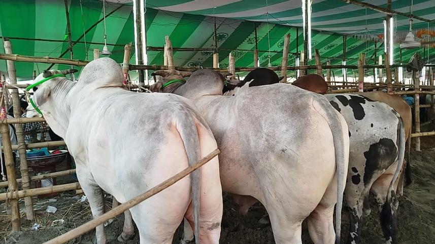 এবার গরুর হাটে বড় গরুর চাহিদা কম। ছবি: শাহীন মোল্লা/স্টার