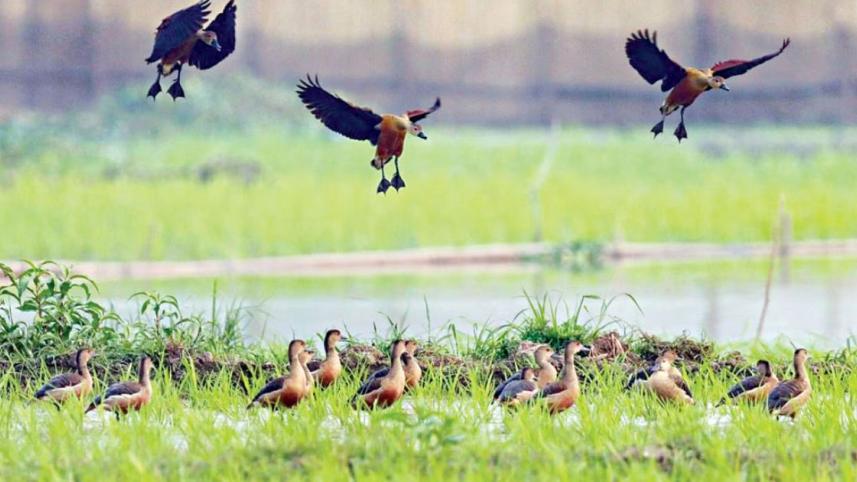 সিন্দুরিয়া