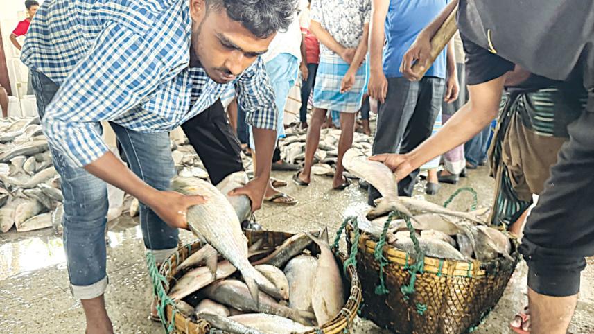 hilsa-2.jpg