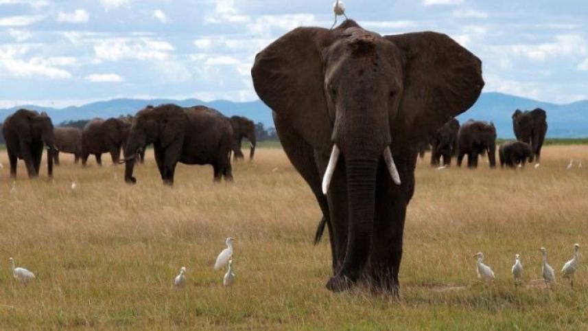তানজানিয়ার রাষ্ট্রপতি