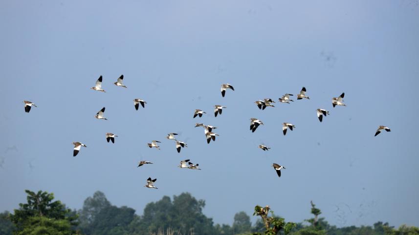 sherpur_birds-05.jpg