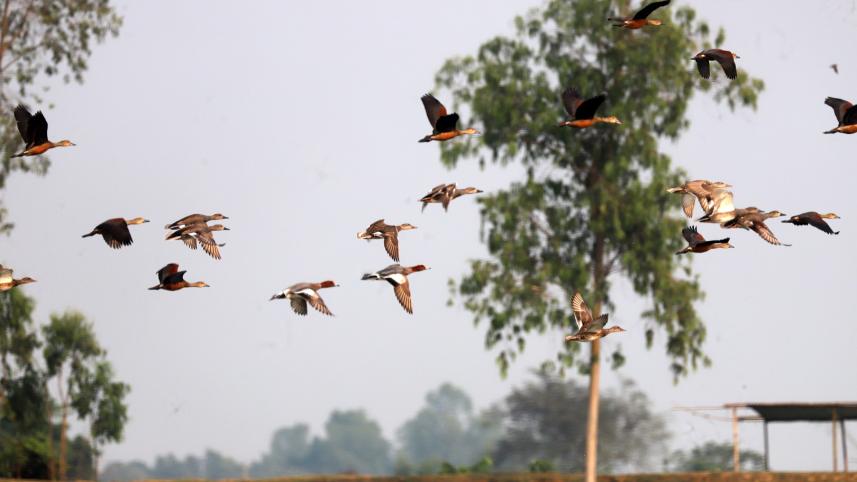 sherpur_birds-06.jpg