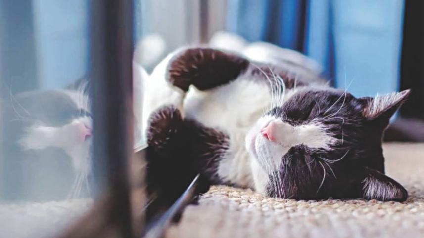 শীতে পোষা প্রাণীর যত্ন নেবেন যেভাবে