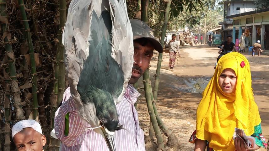 bird_migratory2.jpg