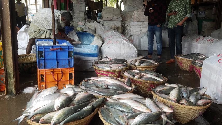 chandpur hilsa