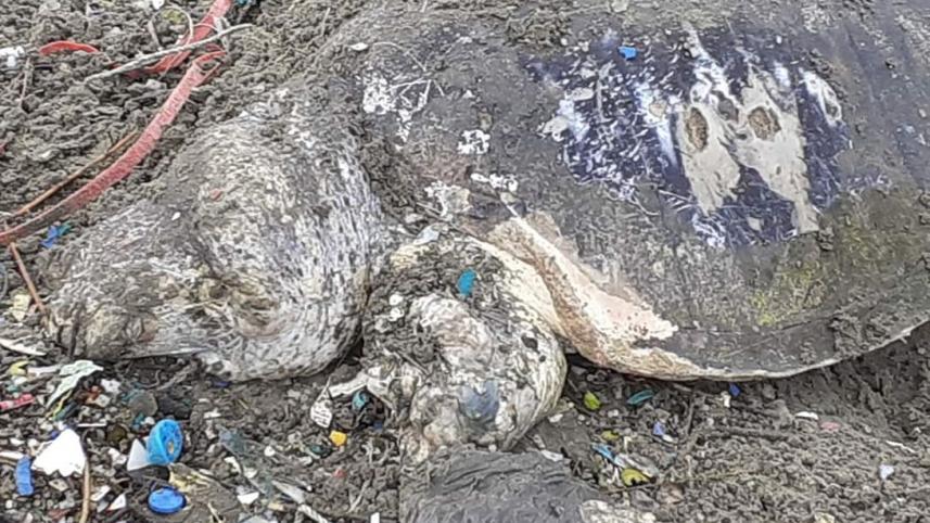 Cox's_Bazar_Waste_2.jpg