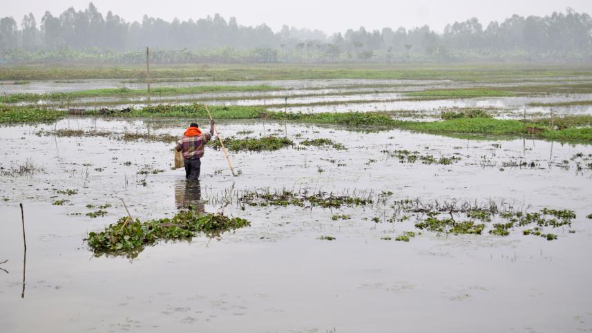 Dinajpur-Water Lodging 2.jpg