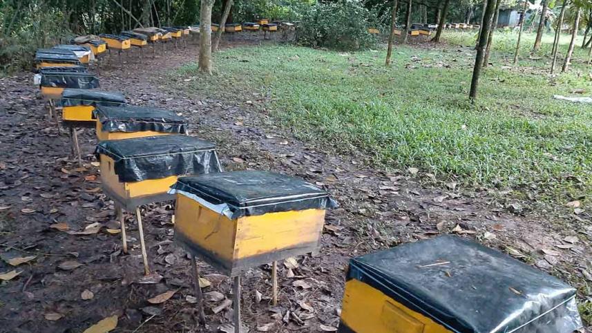 Gazipur_Honey1_31Oct20.jpg
