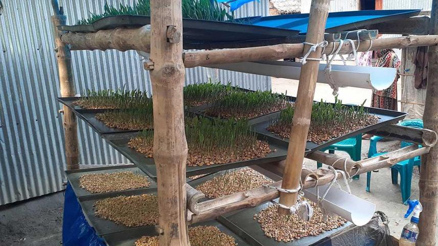 kurigram-hydroponic-grass (1).jpg