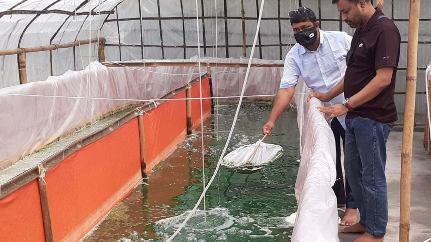 Kurigram spirulina farming 2.jpg