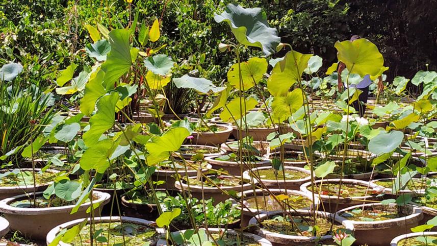 Manikganj_Garden2_5Sep20.jpg