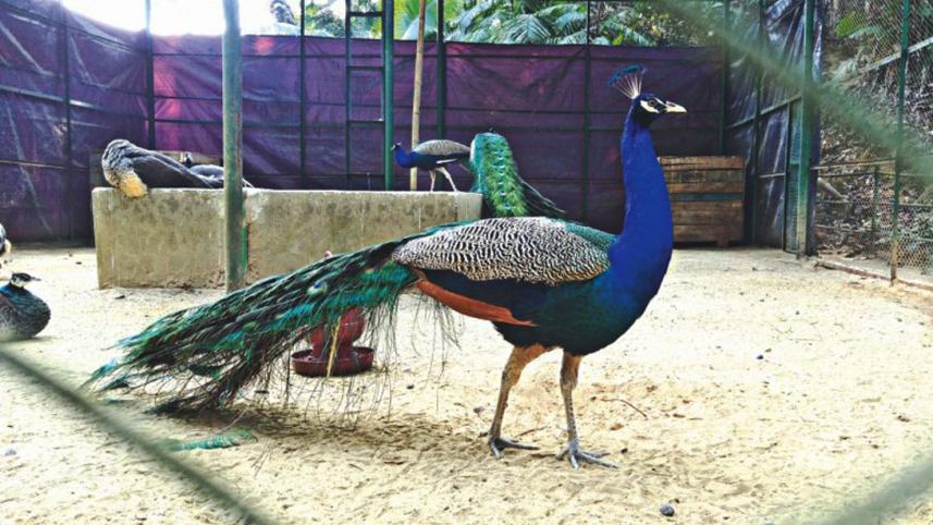 Peacock_Sylhet_Wildlife_Conservation_Centre