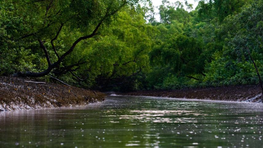 Sundarban