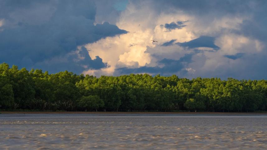 Sundarban