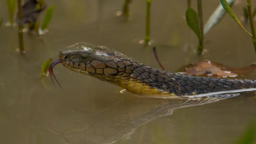 Sundarban