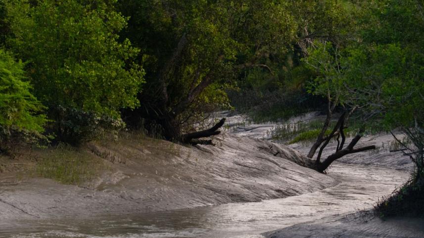 Sundarban