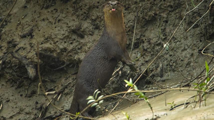 Sundarban