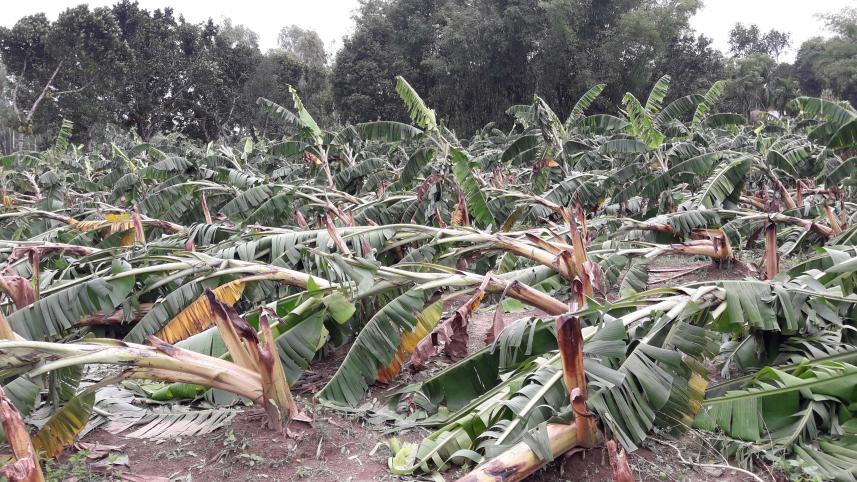Thakurgaon Pic-Storm lashess villages-03.jpg