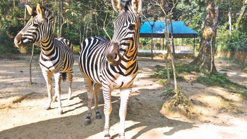 Zebra_Sylhet_Wildlife_Conservation_Centre