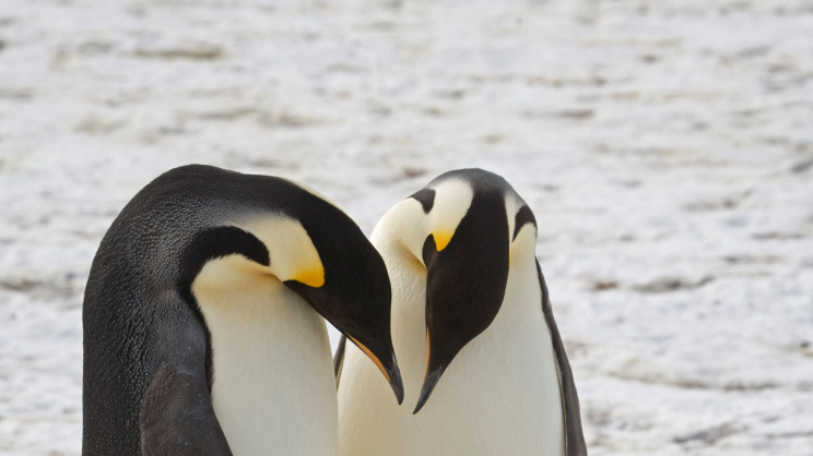 পেঙ্গুইন পরিবার। ছবি: এএফপি