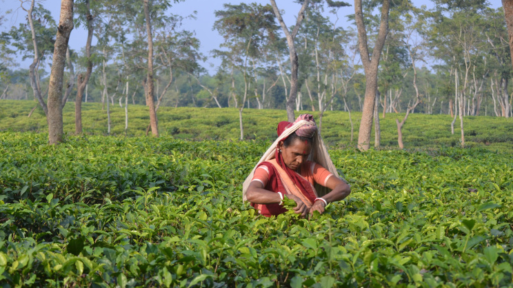 চা বাগানের কর্মী