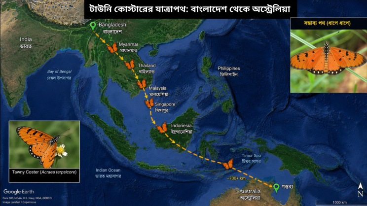 টাউনি কোস্টারের আবাস পরিবর্তন ধাপে ধাপে। ছবি: এআইয়ের সহায়তায় তৈরি.j
