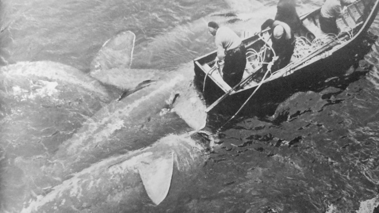 shark