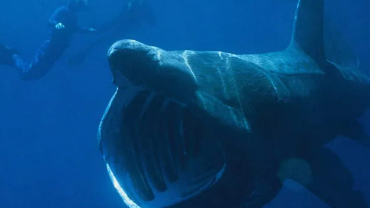 basking_whale_with_divers_1