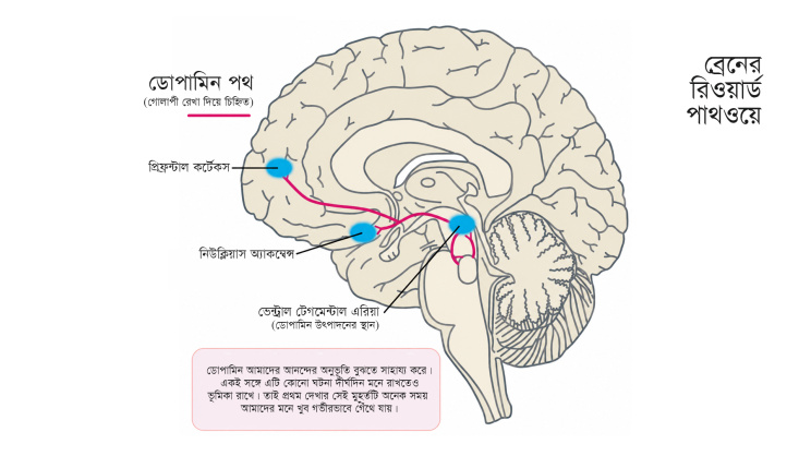 brain reward