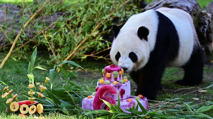 Panda