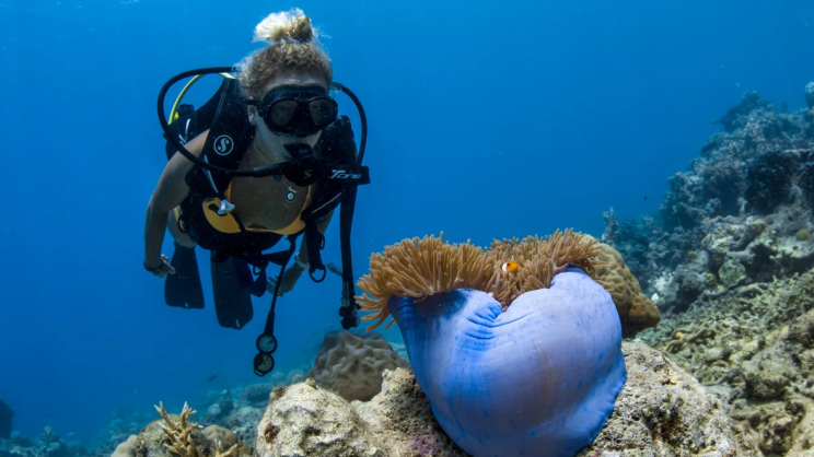 blonde-diver-looking-clownfish-hiding-in-anemone