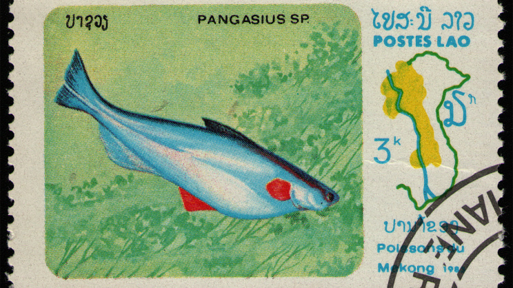 Pangas